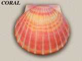 CORAL SHELL URN
